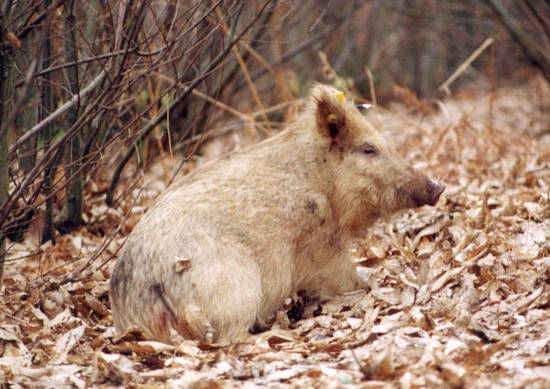 Cinghiale bianco - Sus Scrofa 